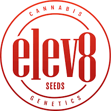 Elev8 Seeds – Major White x6 Fem