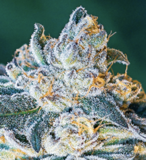 GHOST TRAIN – the pugs brother genetics – 1 Semilla Feminizada