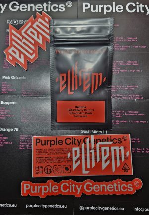 Benzina – Purple city genetics – pack 3 Semillas Feminizadas –