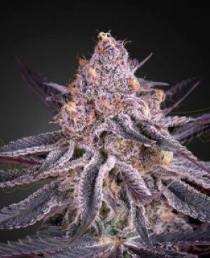 CHERRY PIE X GREEN CRACK – Fast Versión –