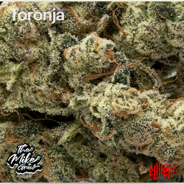 Toronja - Pack 3 Semillas Feminizadas -