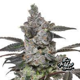 Apples and Bananas - Feminizada