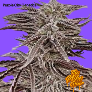 Platinium Bird - purple city genetics - x3 fem