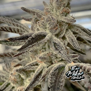 hhmet SLURRICANE FEM X3 - IN HOUSE GENETICS - Imagen 1
