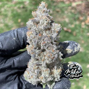 GARLIC STORM FEM X3 - IN HOUSE GENETICS