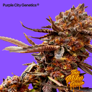 Velvet Lushers - Purple city genetics - Pack 3 Semillas Feminizadas -