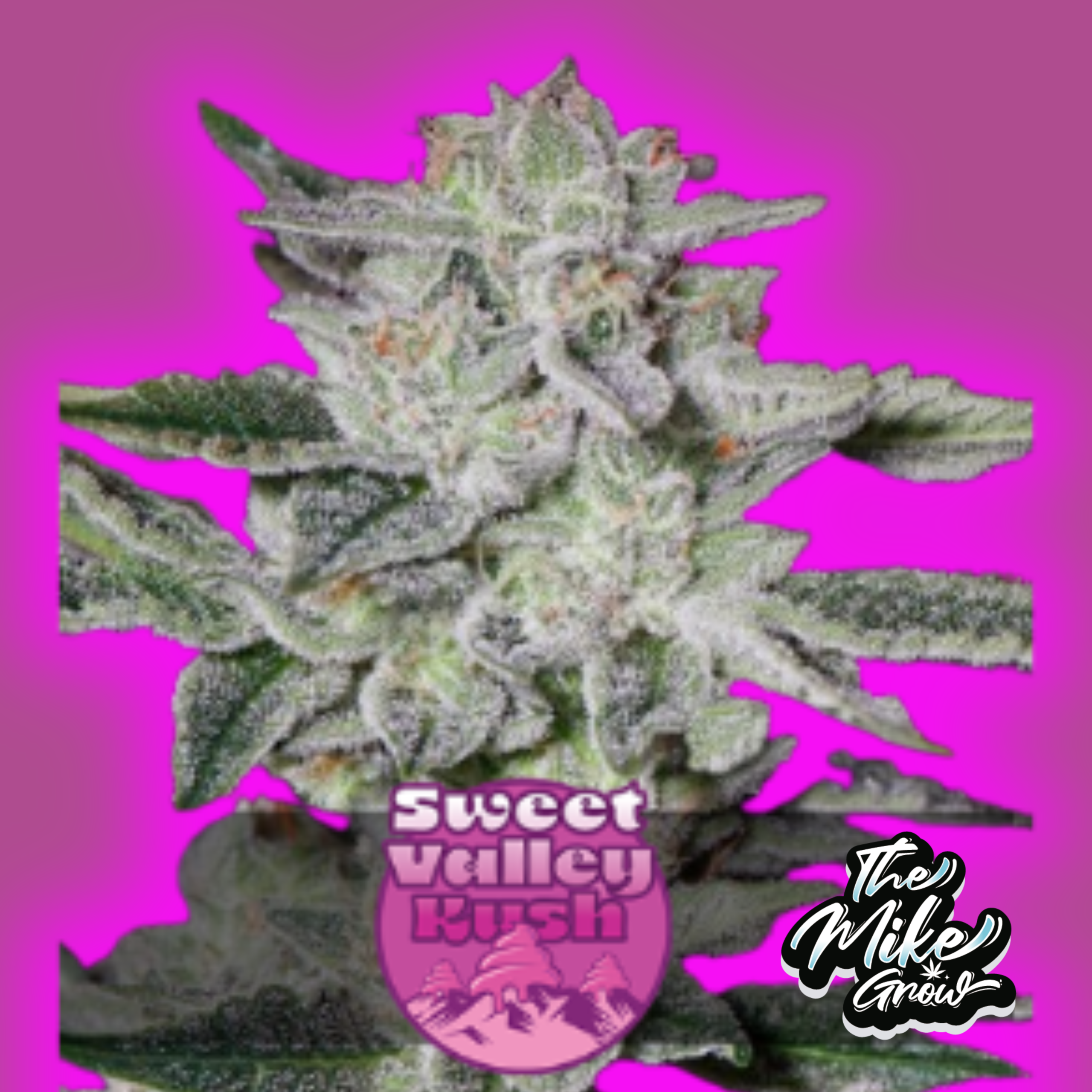 Diseño sin título (1) Sweet Valley Kush x3 - feminizada - Green House Seeds - Imagen 1