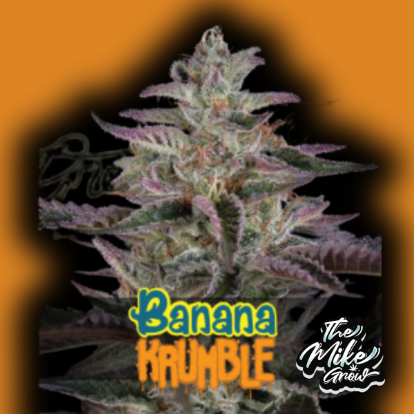 Banana Krumble x3 - feminizada - Green House Seeds