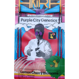 LCB (Lemon Cherry Blossoms) – AKIRA – purple city genetics