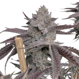 Jack Haze – feminizada 1U.