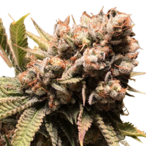 Super Skunk – feminizada 1U.