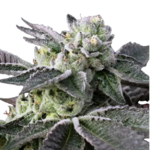 Gelato 33 – feminizada 1U.