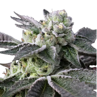 Gelato 33 – feminizada 1U.