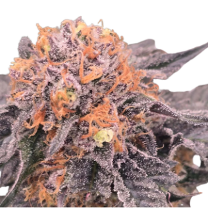 Black Cherry Gelato – feminizada 1U.