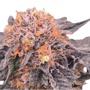Black Cherry Gelato – feminizada 1U.